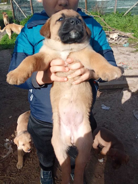 Dou Cachorros cruzados