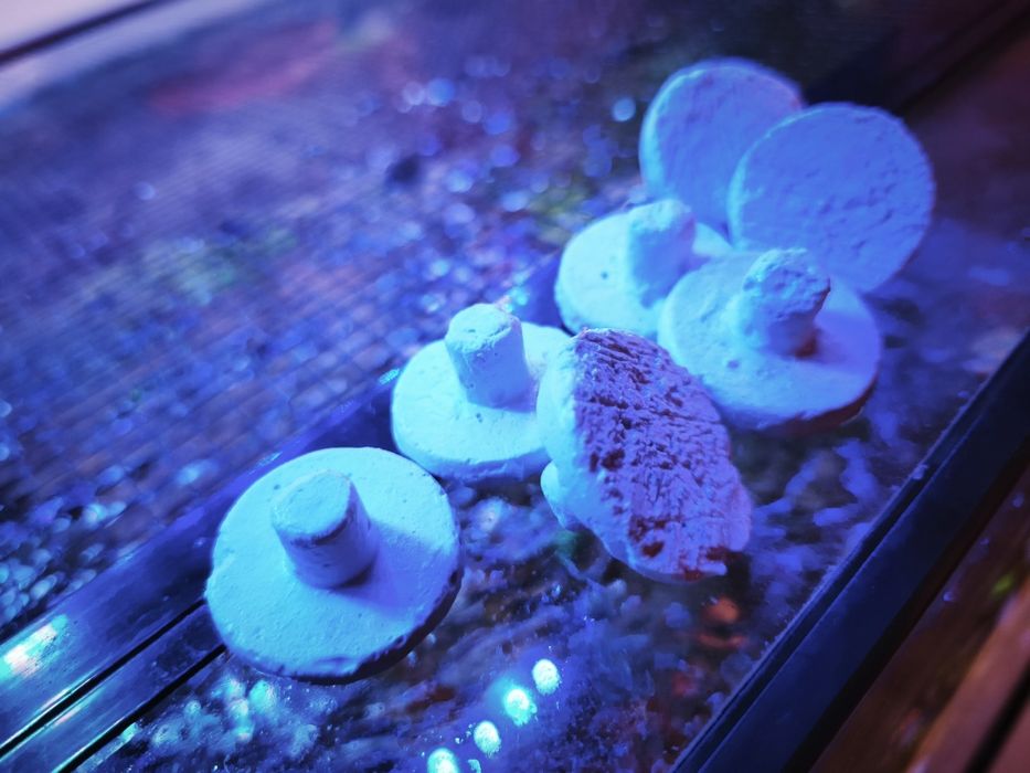 Podstawki pod koralowce