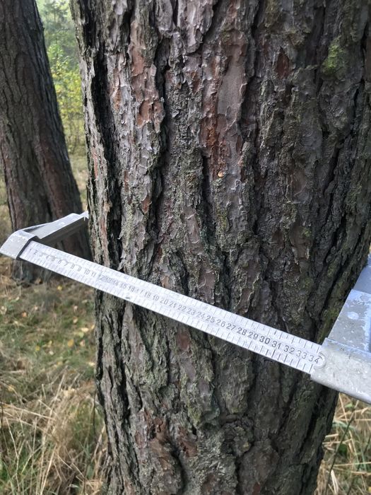 Sosna tartaczna, kłoda