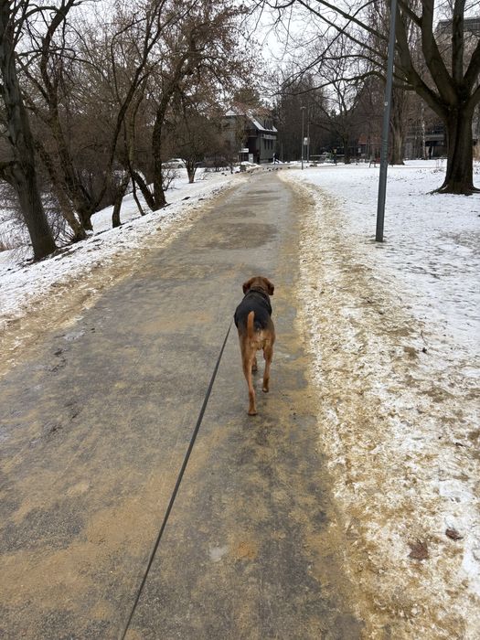 Opieka nad zwierzętami - petsitting, hotelik dla zwierząt