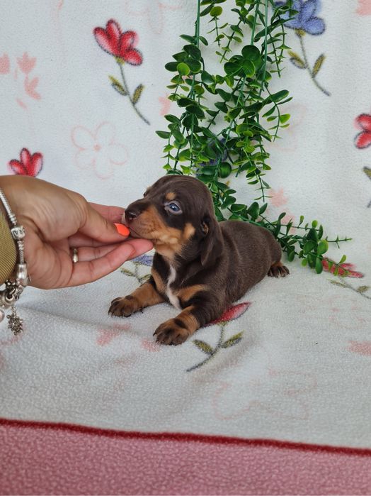 Excelente menina Teckel Choco Tan  de Qualidade