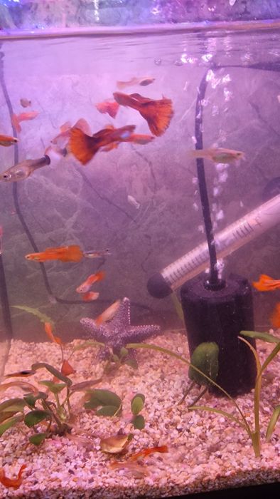 Мирні рибки гуппі