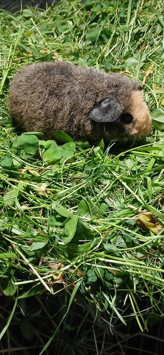 Морська свинка, Тедді