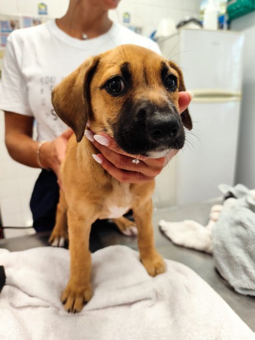 Sammy bebé para adopção