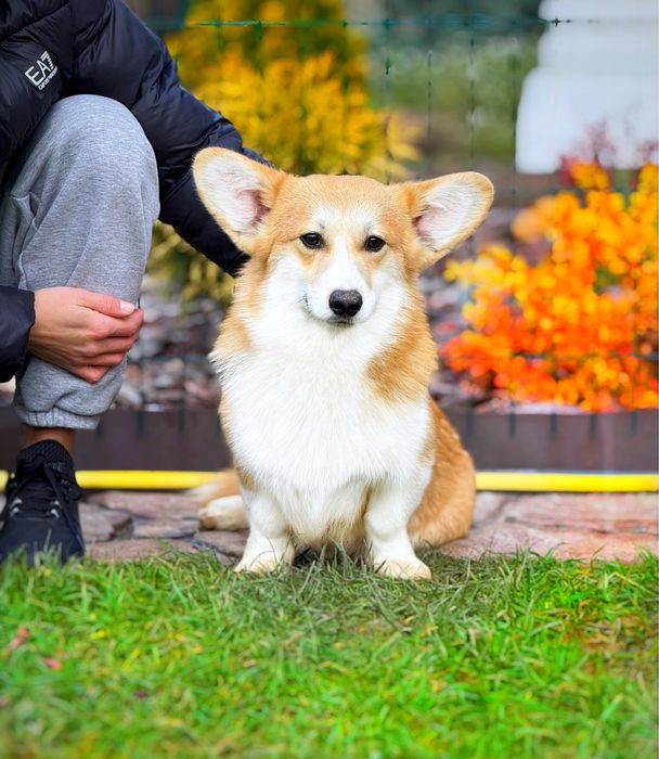 Вельш корги пемброк