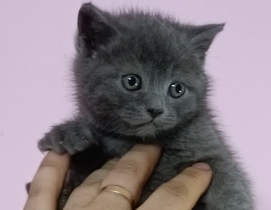 Британські котики