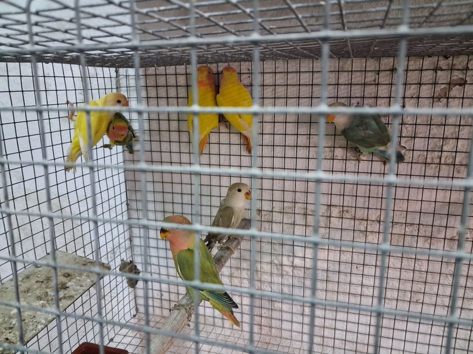 Vendo Roseicollis