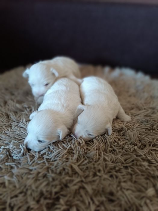 Szczeniaki rasy maltańczyk