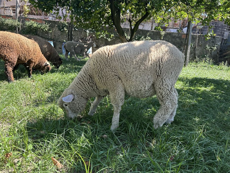 Macho cruzado de p3