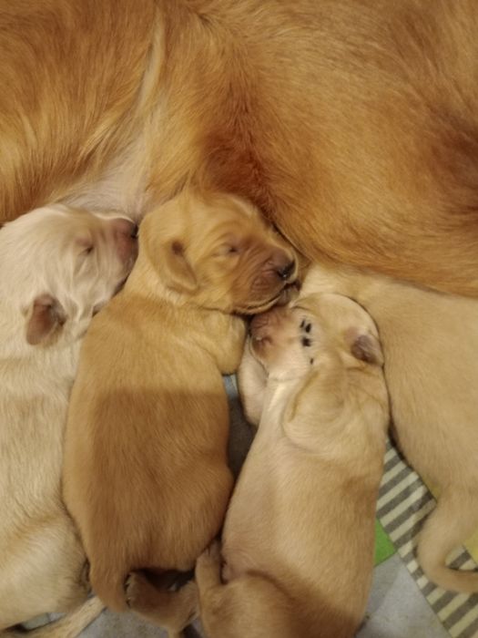 Golden Retriever po Championach