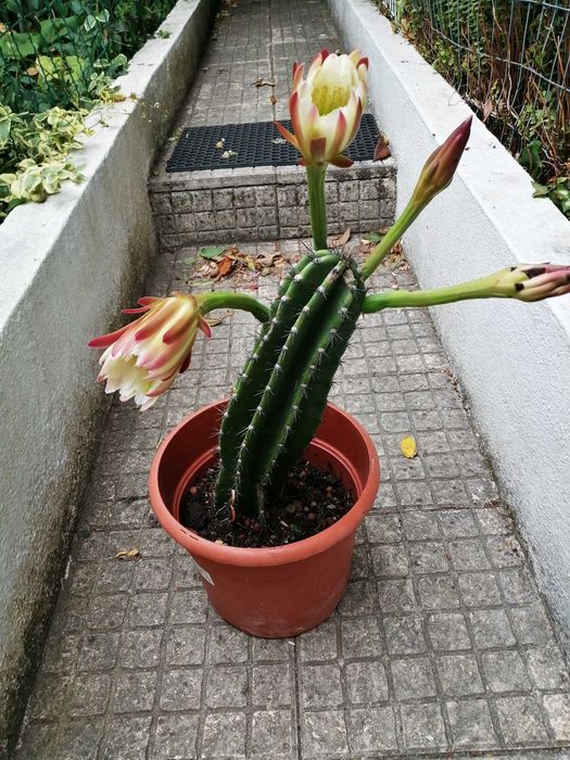 Suculentas Grandes, crescem bastante