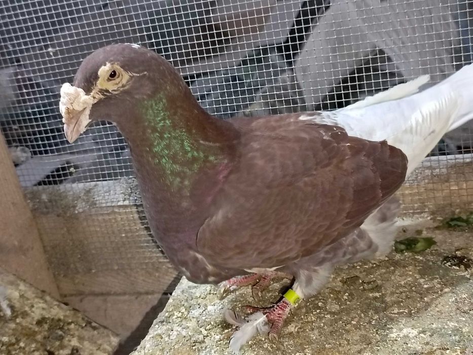 Sprzedam gołębie różnych ras