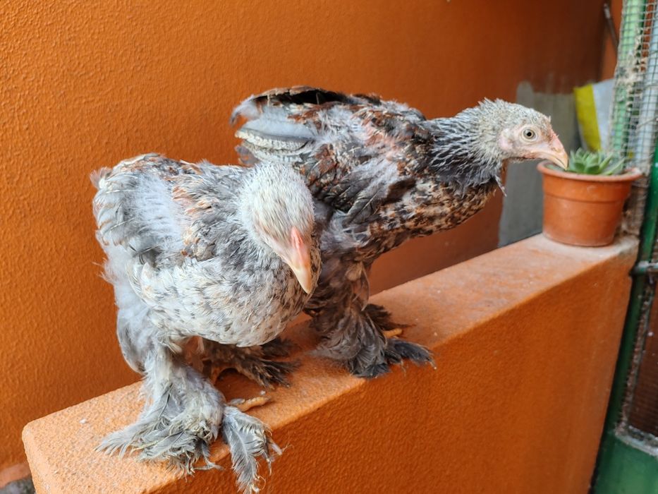 Galos Brahmas juvenis 26