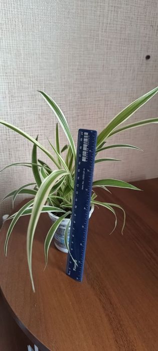 Хлорофітум хлорофитум