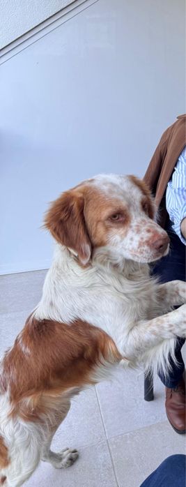 Cão Epanhol Bertone