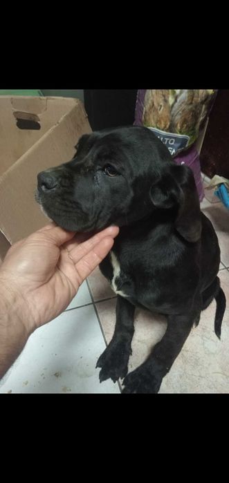 Venda de cao cane corso