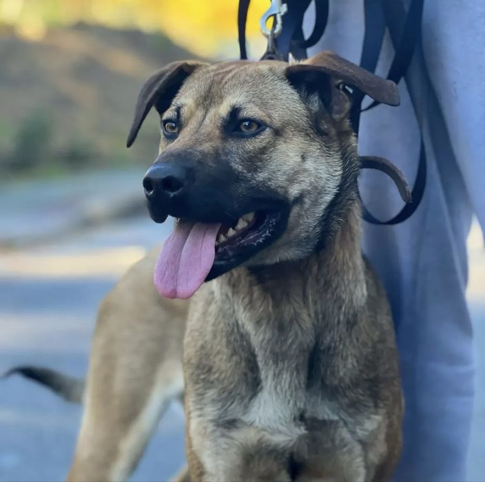 Cãozinho com 8 meses para adoção responsável