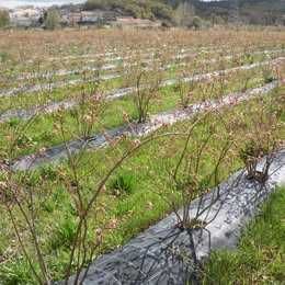 Plantas de mirtilos (mirtileiros)