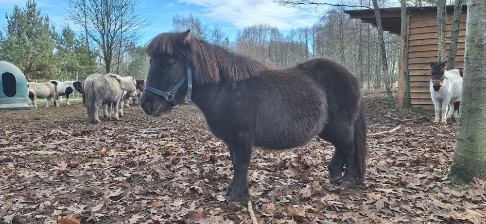 Kucyk,klaczka do adopcji