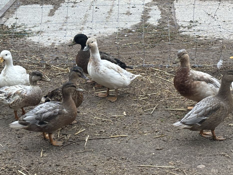 Kaczki call duck miniaturowe