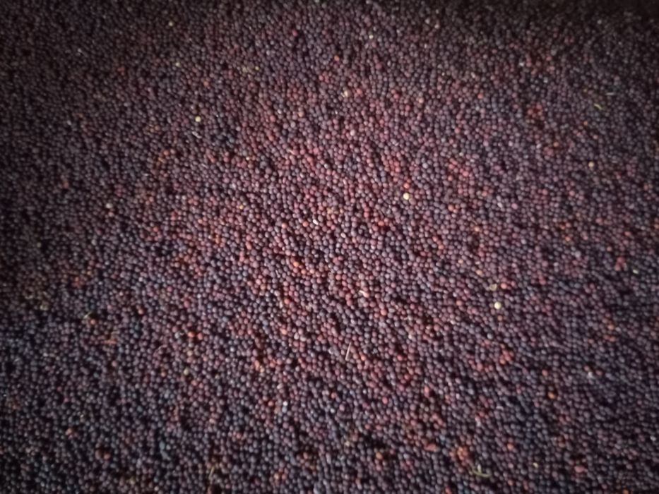 Rzepa Nasiona, ścierniskowa pastewna pasza poplon kiełki