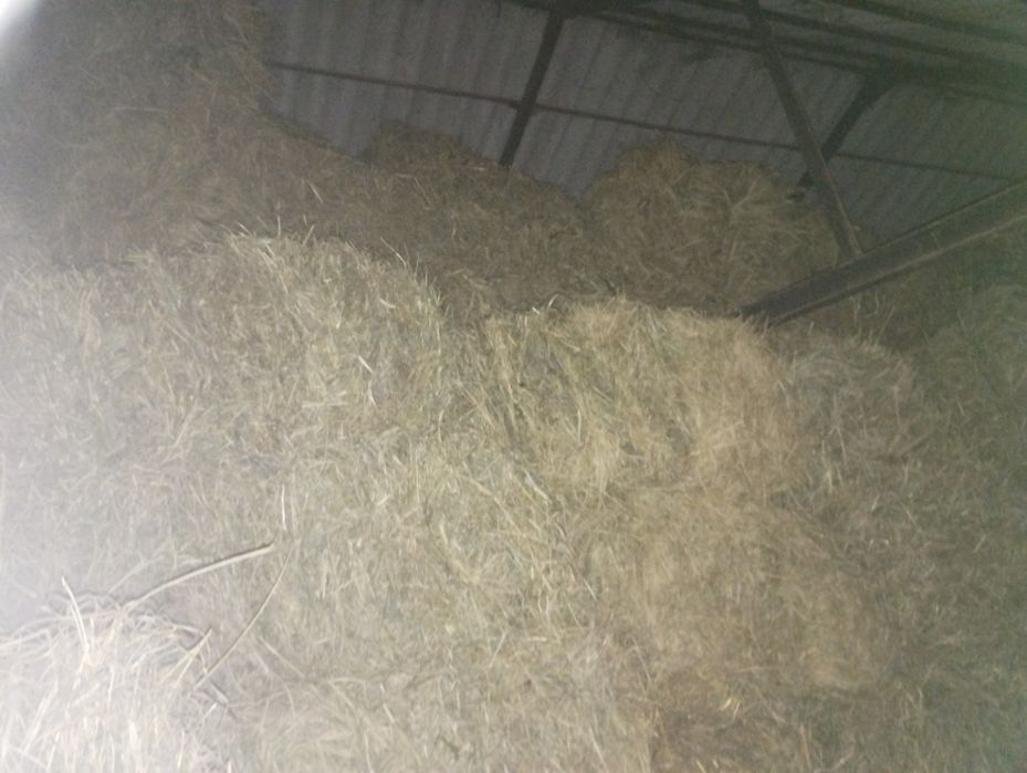 Słoma w małych kostkach