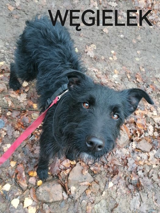 WĘGIELEK młody energiczny piesek szuka domu