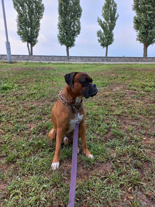 Вязка кобель боксер