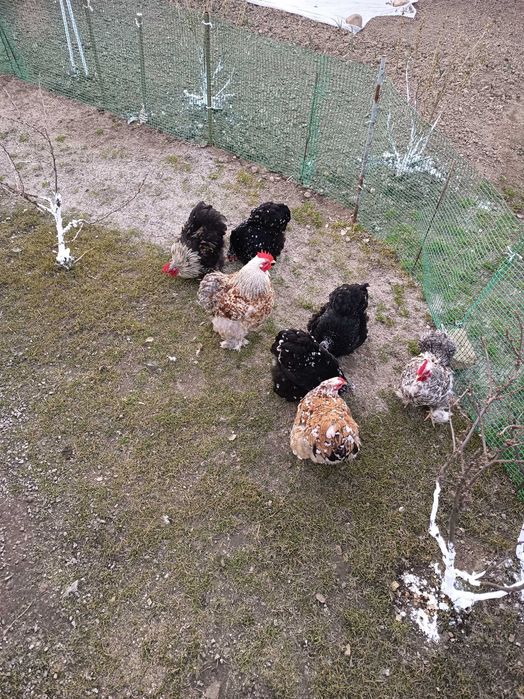 Kochin miniaturowy jaja legowe