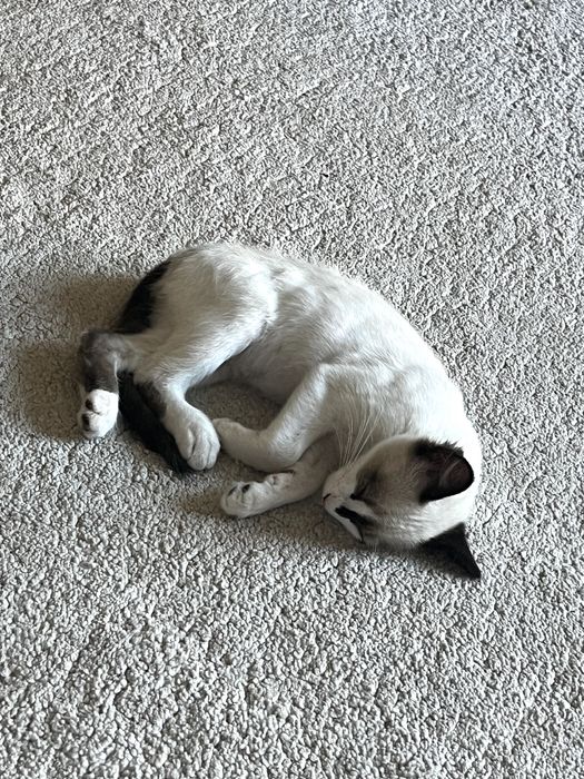 Gato para adoção - 4 meses, Elvis