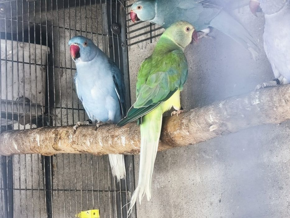 Ring Necks Sexados prontos a criar