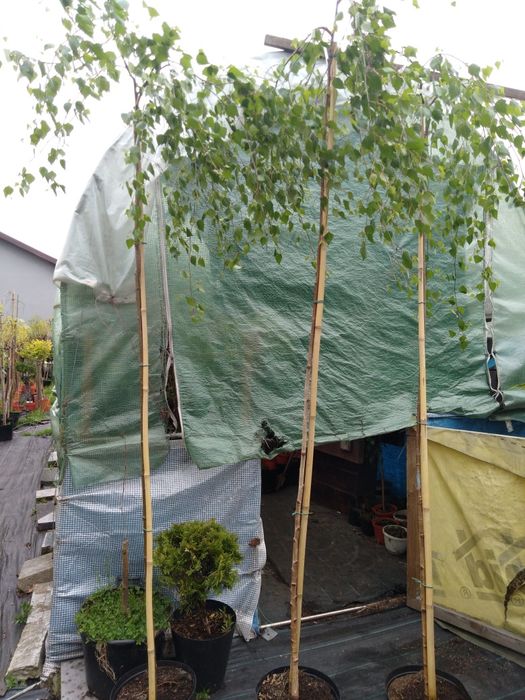 Judaszowiec,robinia,wiąz,złotokap