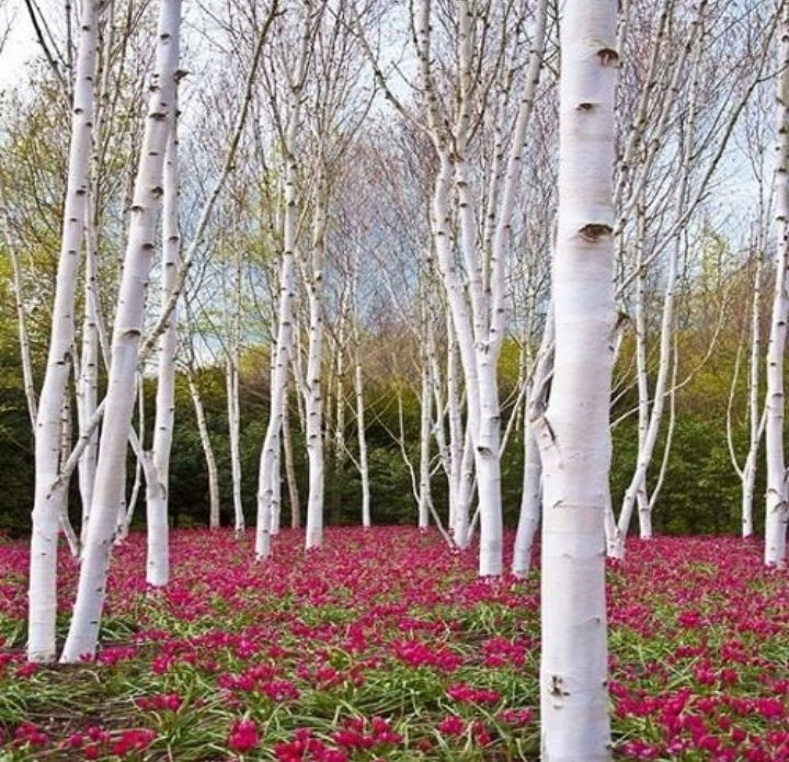 Sadzonka Brzoza Biała Doonrebos 170cm