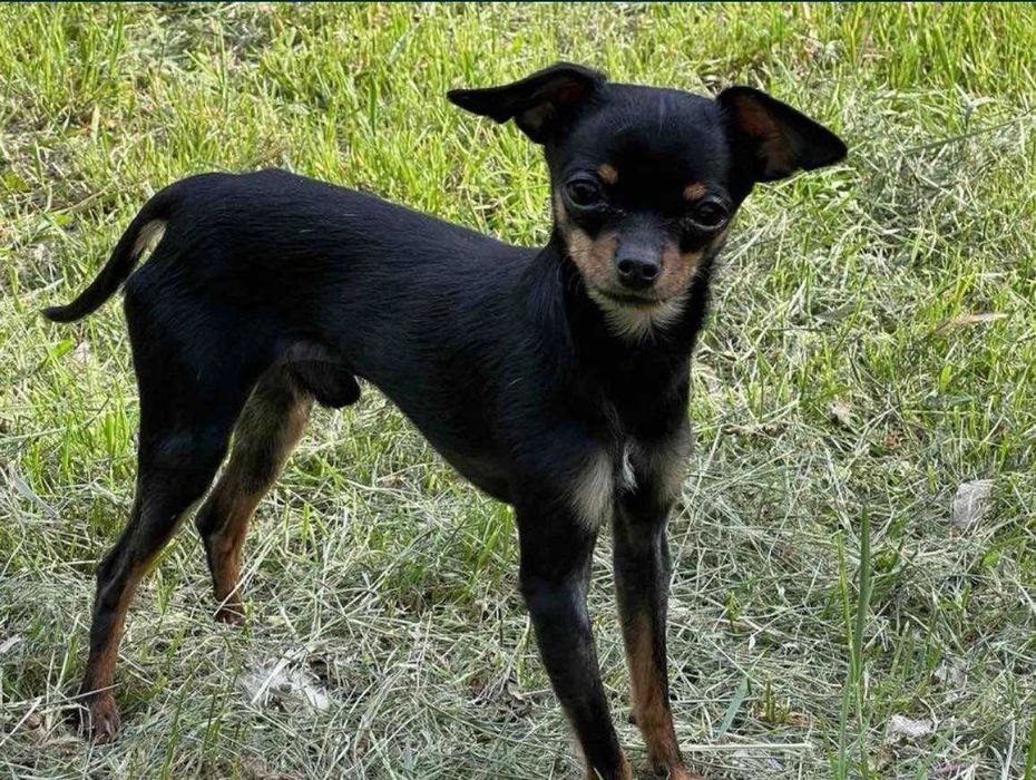 Елітний хлопчик той-терʼєр. В'язка.