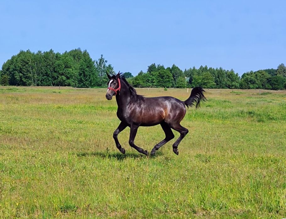 Wałach młp Paryss