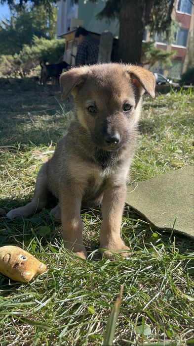 Цуцик в добрі руки