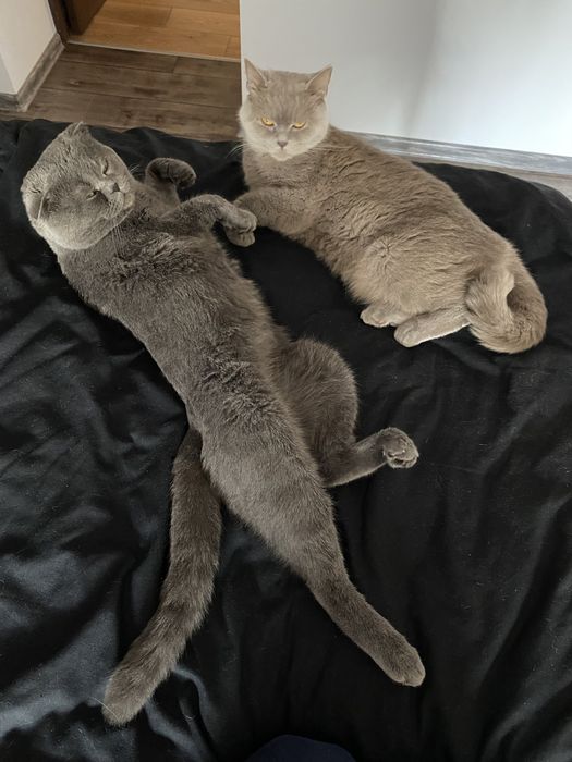 Вʼязка шотландського висловухого котика