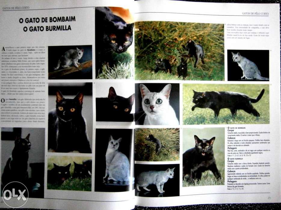 Os Gatos Em 1000 Imagens