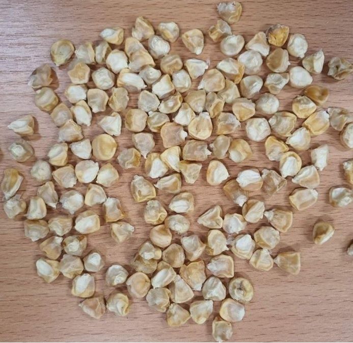 Продам насіння цукрової кукурудзи БОНДЮЕЛЬ