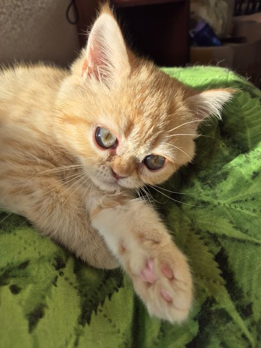 Рудий британський хлопчик!