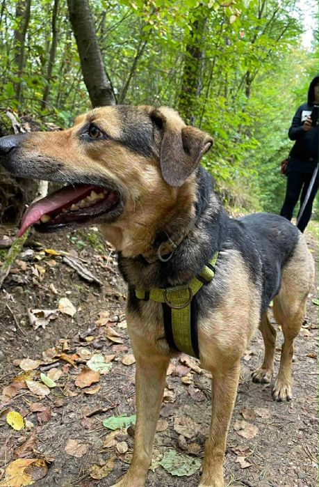 Pies Bruno kochający spacery szuka domu