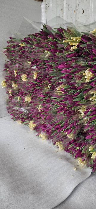 Тюльпани на 14 лютого