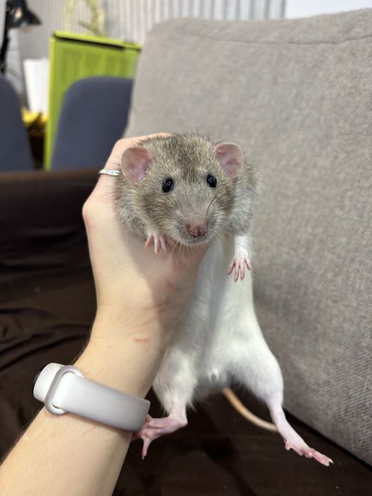 Szczur Dumbo – samiec, ok. 5 miesięcy