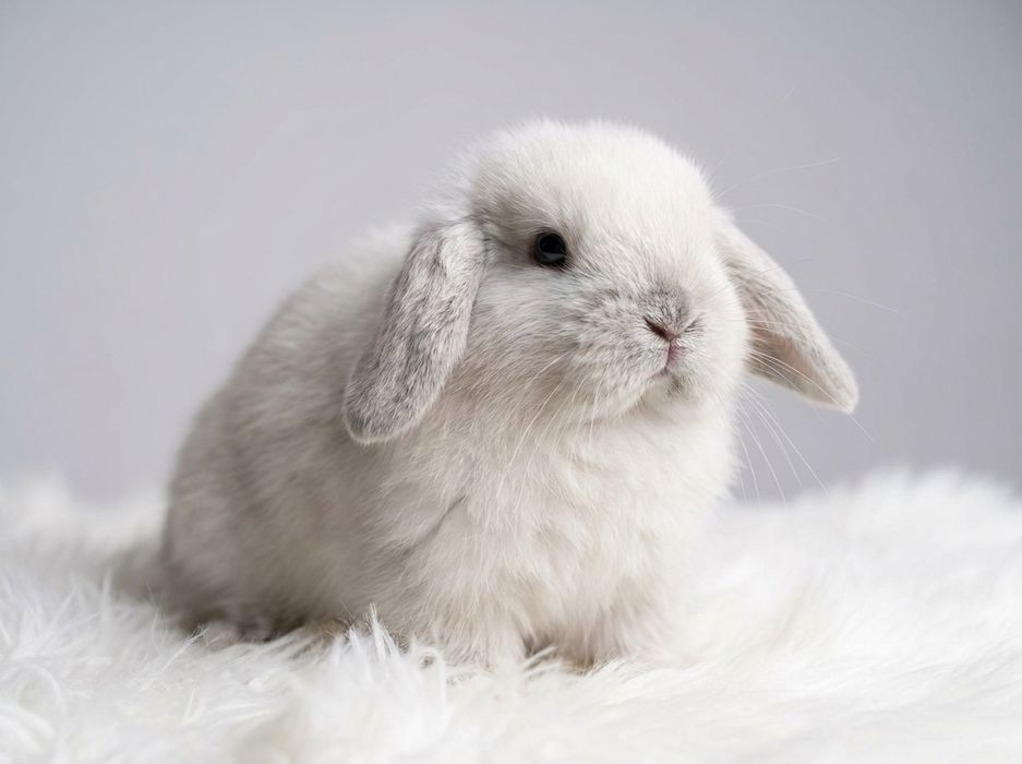 Do odbioru Królik Mini lop z dokumentacją miniaturka karzełki