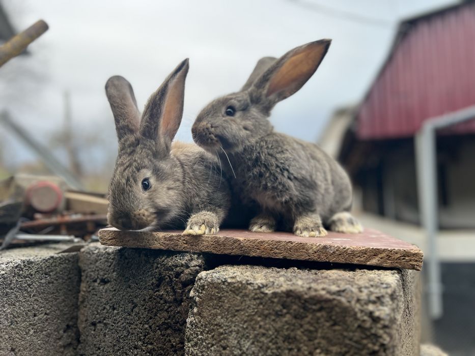 Продам кроликів Фландр