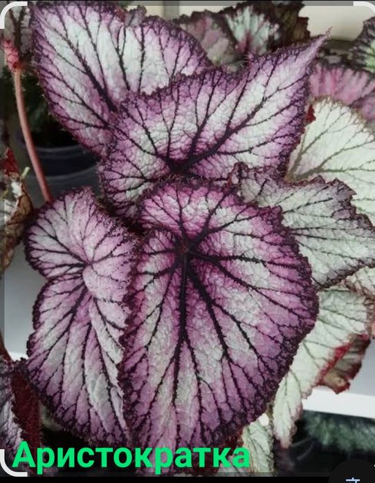 Бегонії в наборі