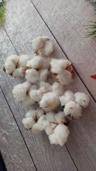 Насіння  бавовни