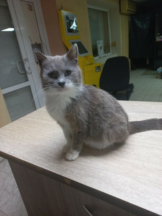 Чарівна кішка-компаньон шукає сім'ю