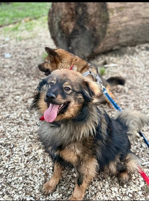 Mushu roczny super pies do adopcji