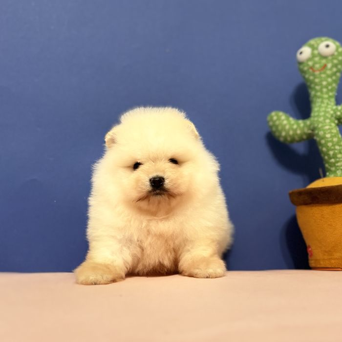 хлопчик шоу классу тип ведмедика